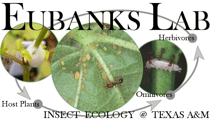 Eubanks Lab logo and image. Insect Ecology at Texas A&M University.